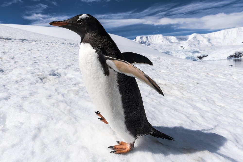 カントリーアーティスト スターリングシルバー ペンギン 319g 英国 オブジェ カントリーアーティスト スターリングシルバー ペンギン 319g
